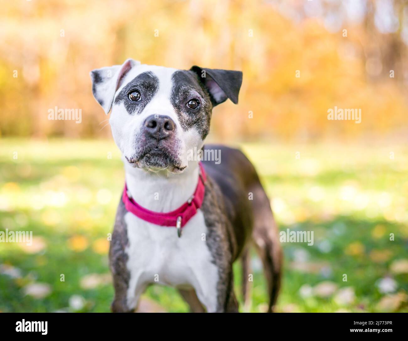 A senior Pit Bull Terrier mixed breed dog wearing a red collar outdoors Stock Photo