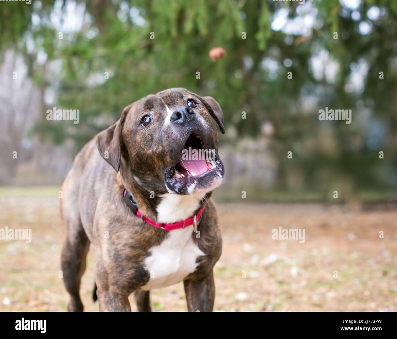 A brindle Boxer x Pit Bull Terrier mixed breed dog opening its mouth to catch a treat Stock Photo
