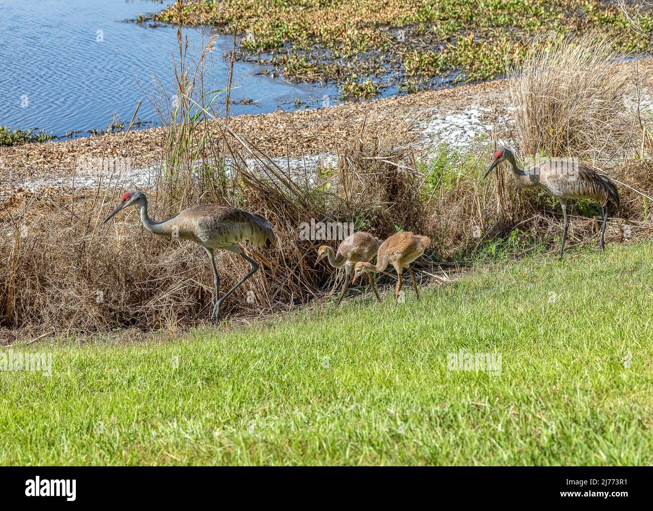 A family of Sandhill cranes at Sweetwater wetlands park in Gainesville Florida Stock Photo
