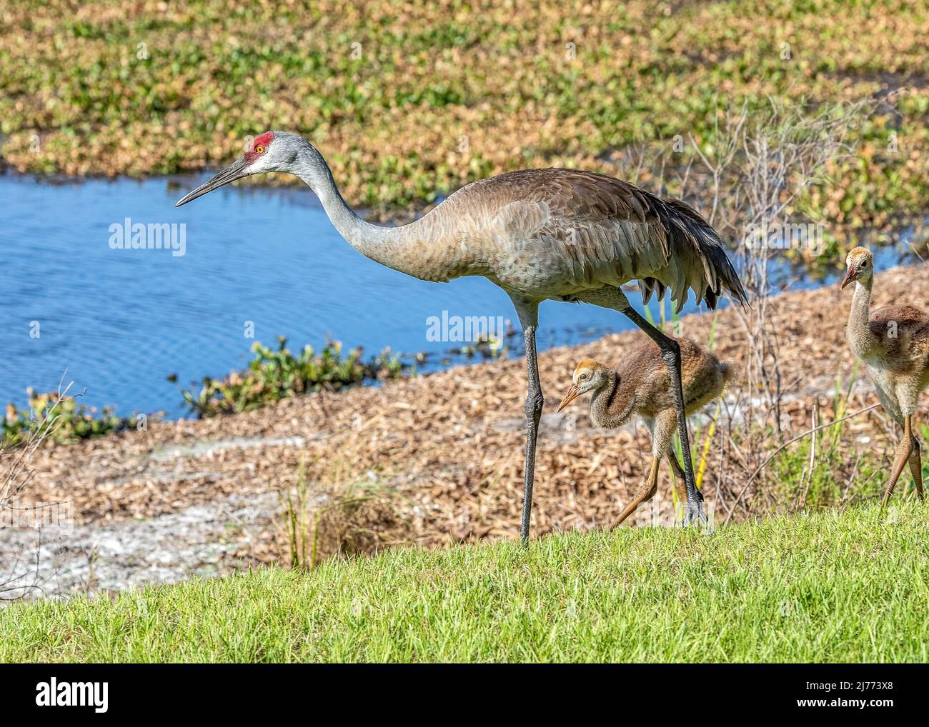 A family of Sandhill cranes at Sweetwater wetlands park in Gainesville Florida Stock Photo