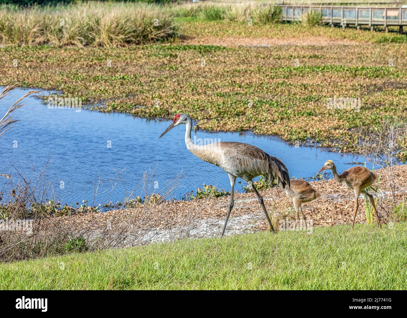 A family of Sandhill cranes at Sweetwater wetlands park in Gainesville
