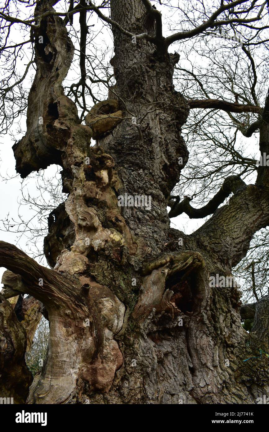Remains Of The Gog And Magog Trees In Glastonbury Stock Photo Alamy