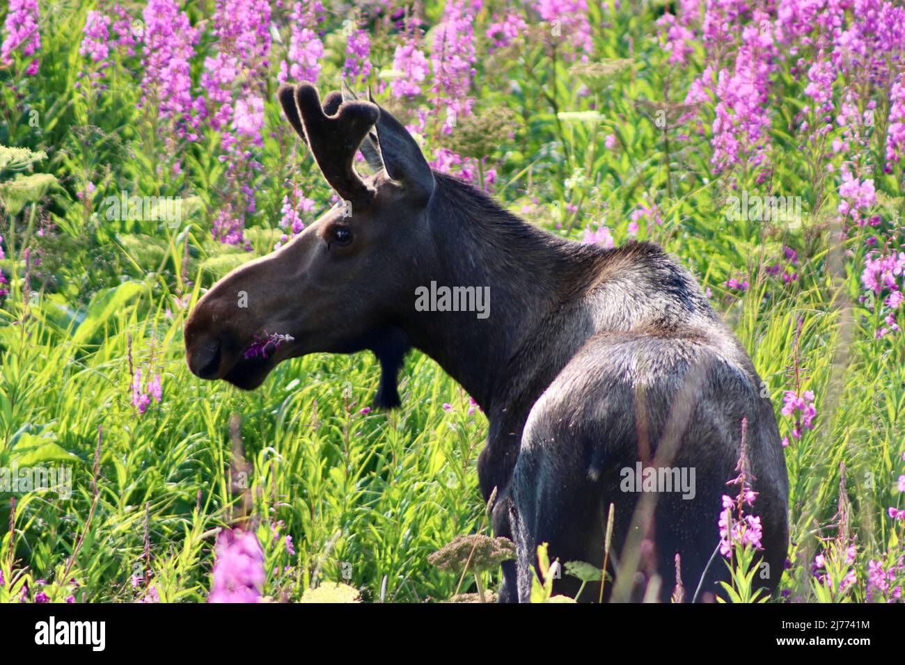 A moose eating fireweed in Alaska Stock Photo Alamy