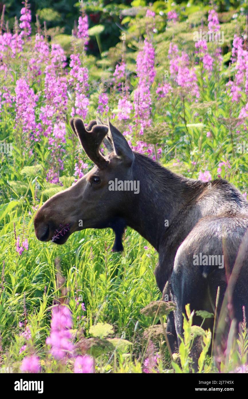 A moose eating fireweed in Alaska Stock Photo Alamy