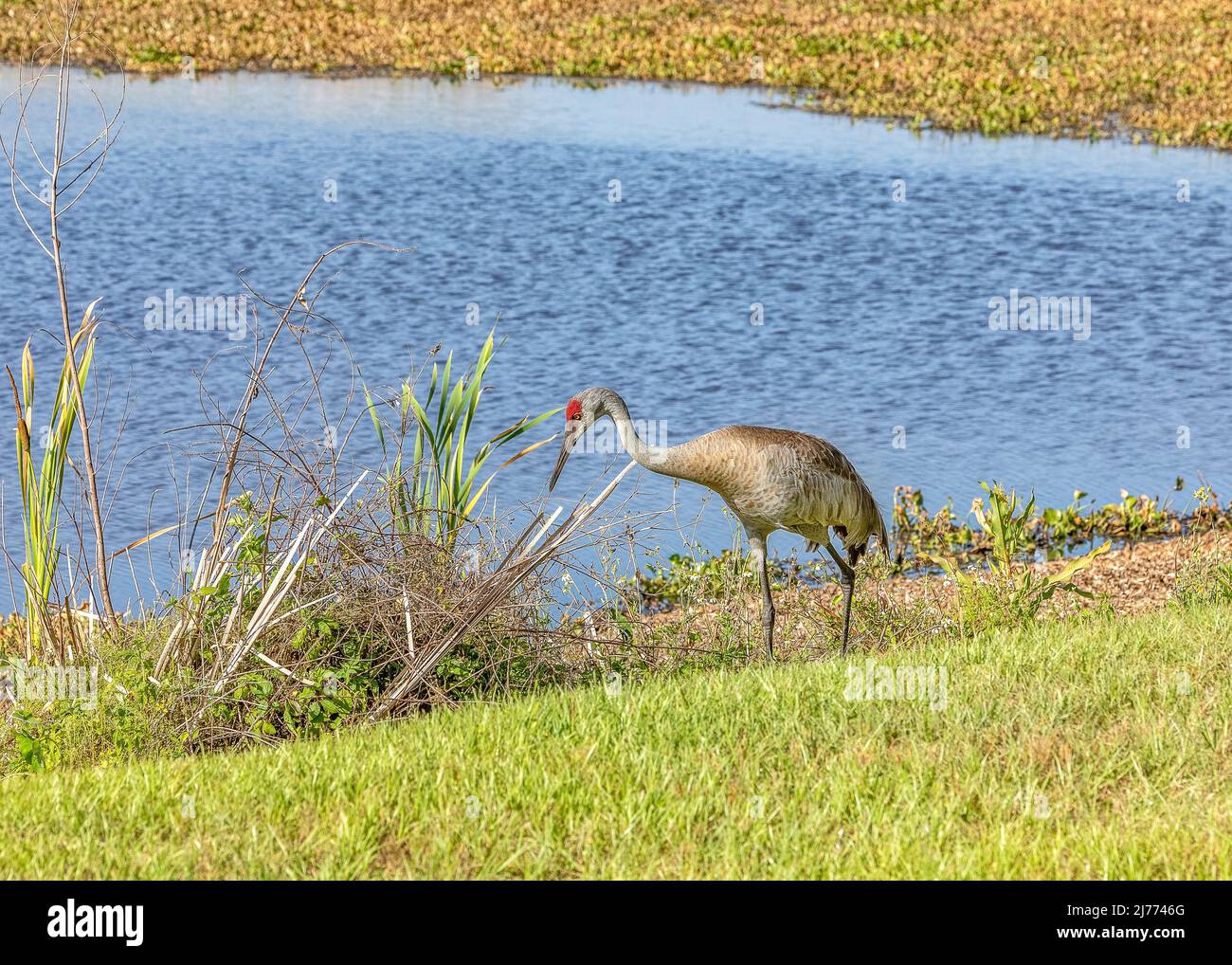 Sandhill crane standing along a pond at Sweetwater wetlands park Stock Photo
