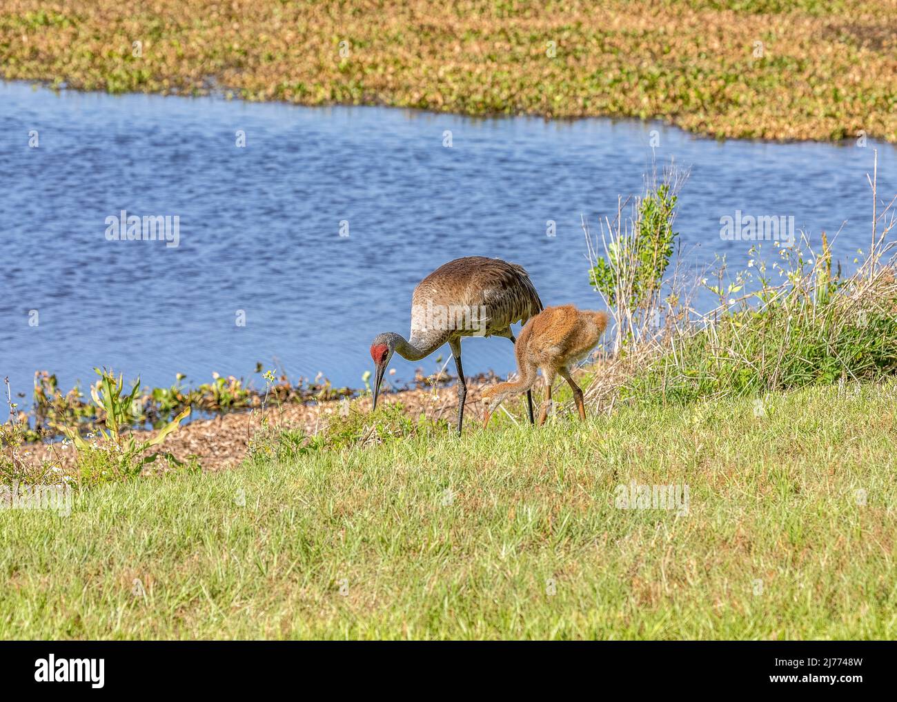 Sandhill crane parent teaching it's young colt how to forage for worms Stock Photo