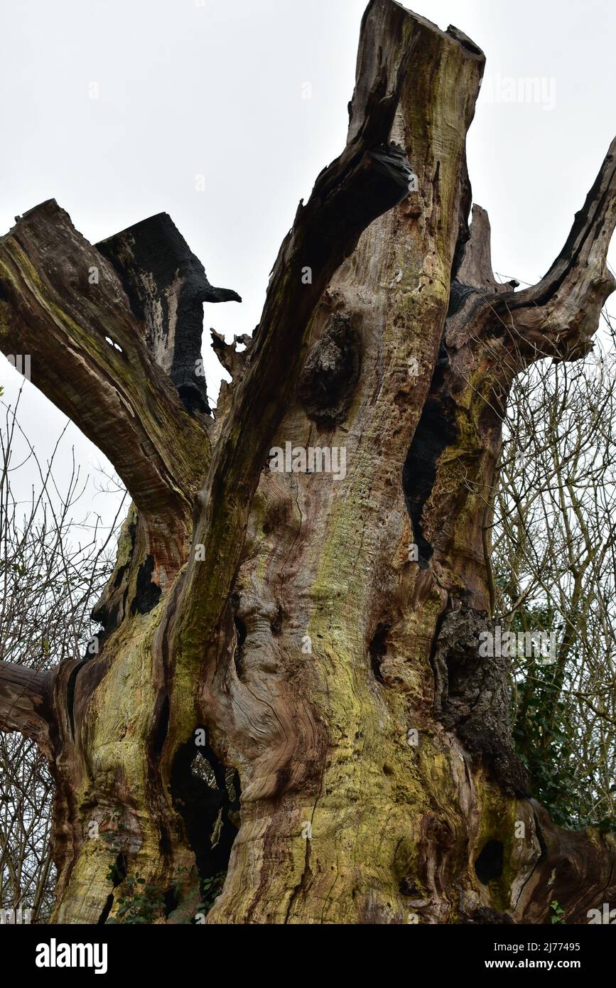 Remains Of The Gog And Magog Trees In Glastonbury Stock Photo Alamy