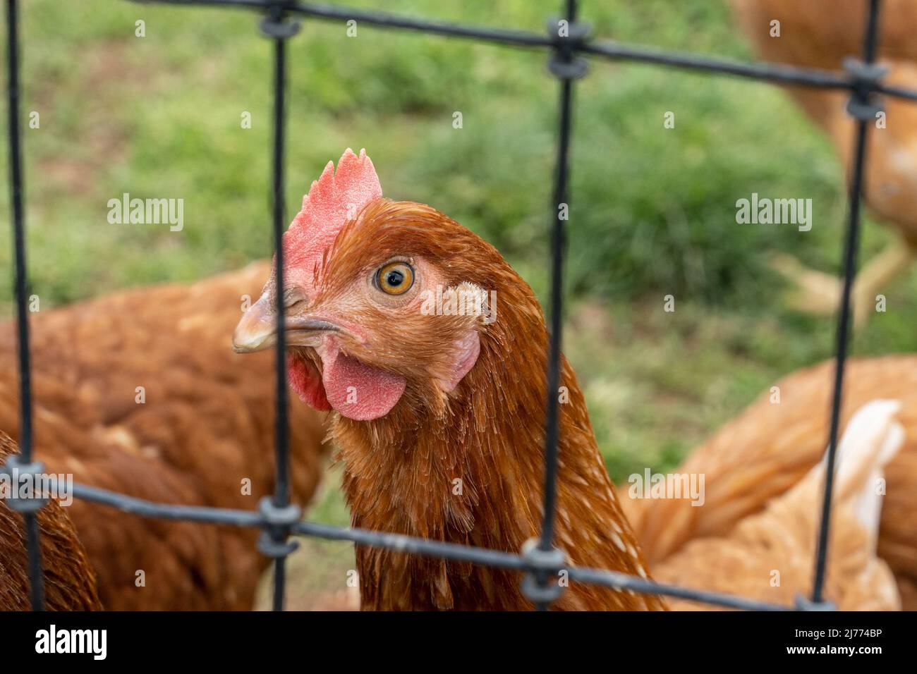 Close-up of chicken on free range poultry farm in Lancaster County, Pennsylvania Stock Photo