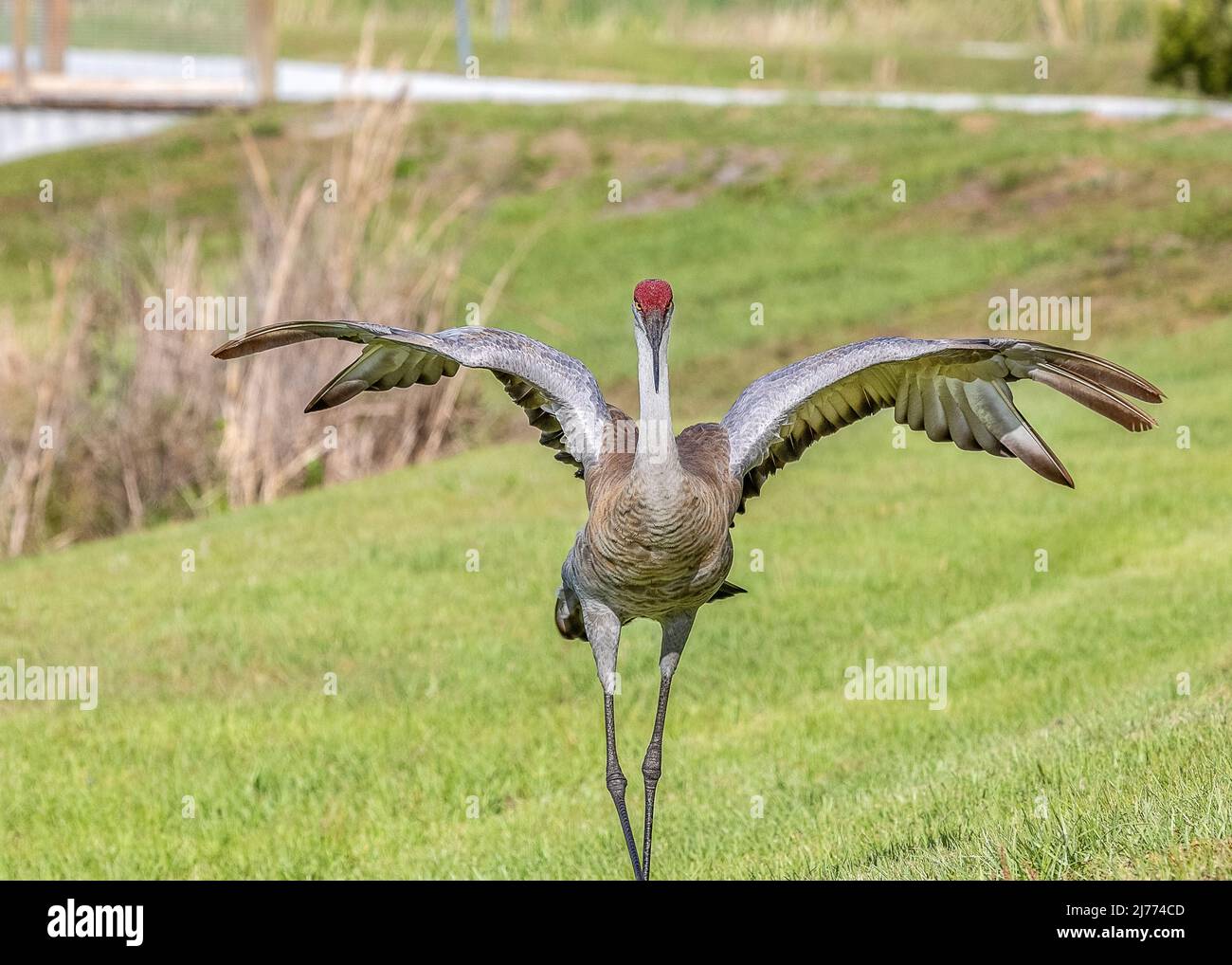 Adult sandhill crane giving an aggressive posture as people approached too close to it's young colts Stock Photo