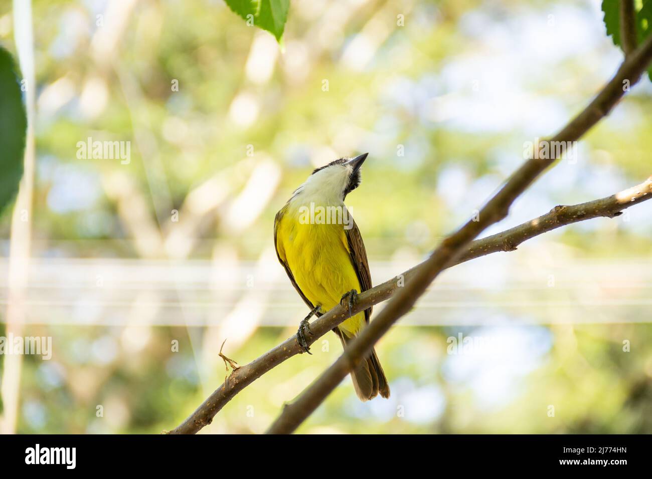 Goiânia, Goias, Brazil – April 22, 2022: Pitangus sulfuratus. A bird perched on a branch of the blackberry tree. Stock Photo