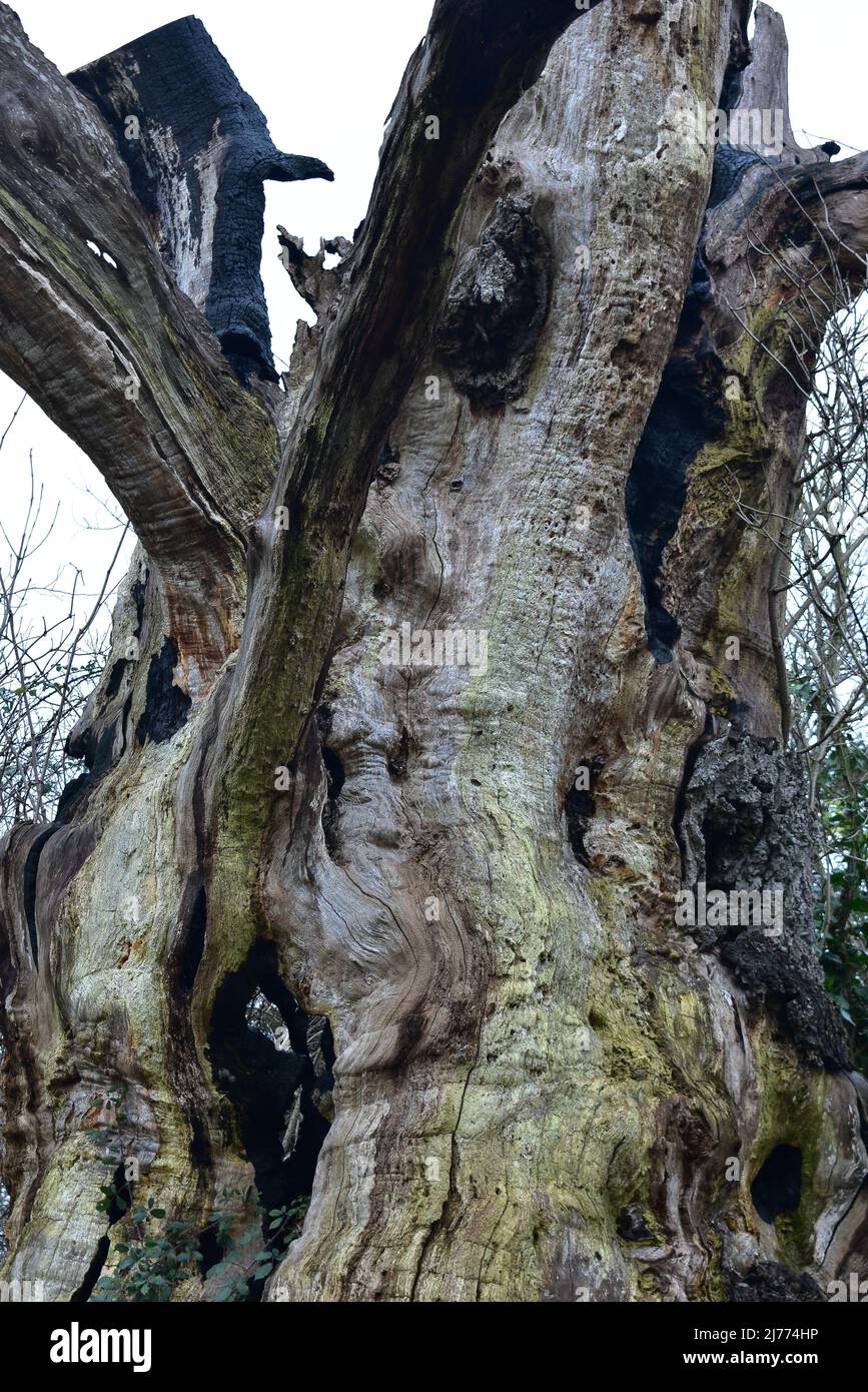 Remains Of The Gog And Magog Trees In Glastonbury Stock Photo Alamy