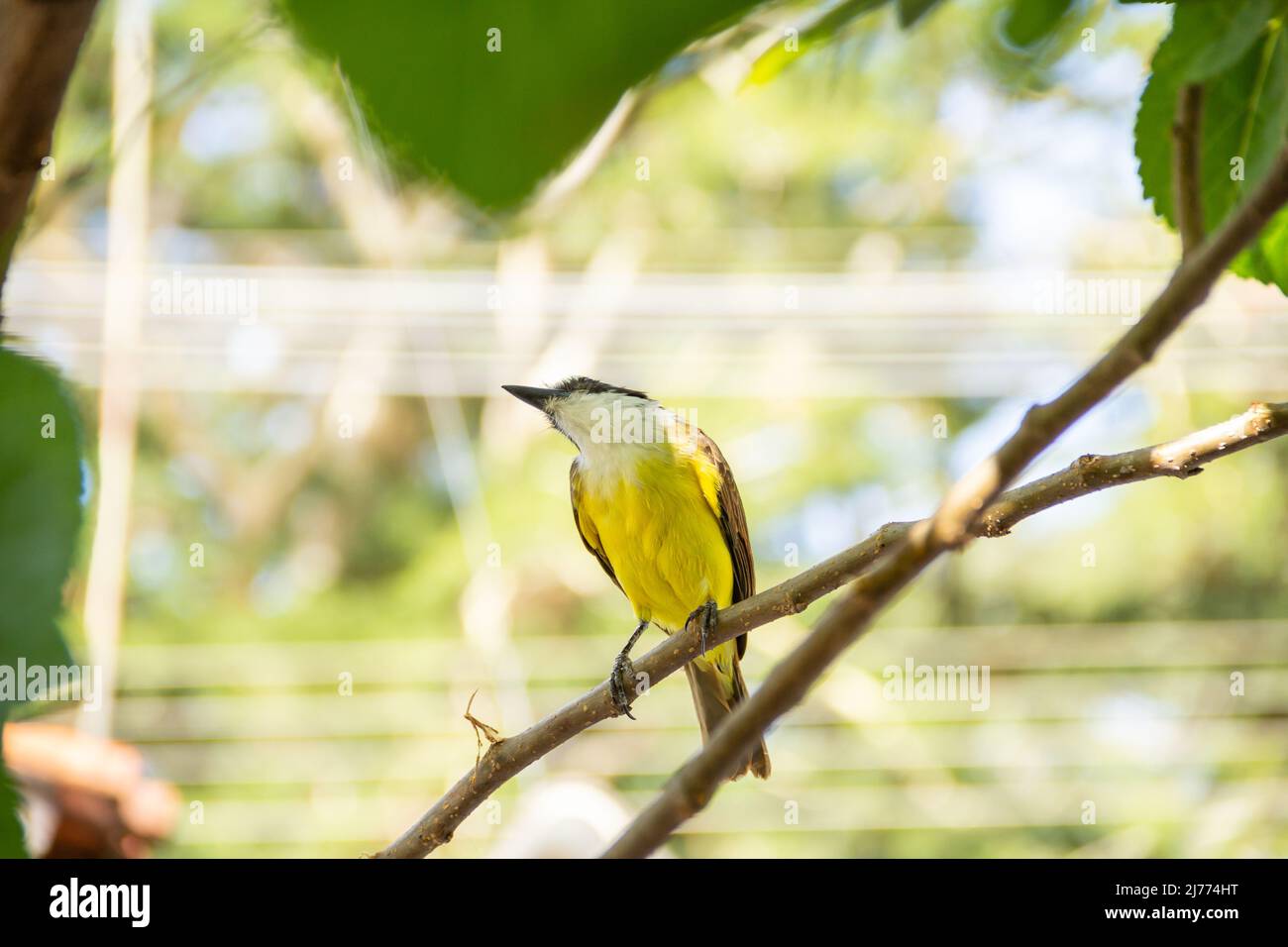 Goiânia, Goias, Brazil – April 22, 2022: Pitangus sulfuratus. A bird perched on a branch of the blackberry tree. Stock Photo