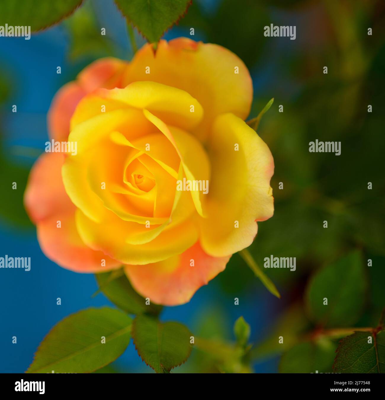 miniature rose sunblaze rainbow miniature rose sunblaze rainbow