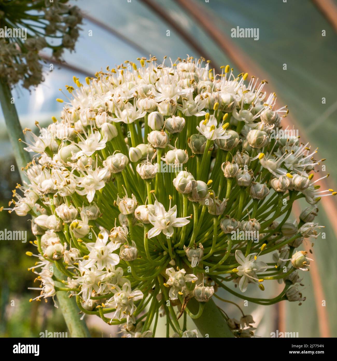Blooming onion flower head in the garden. CloseUp Stock Photo Alamy