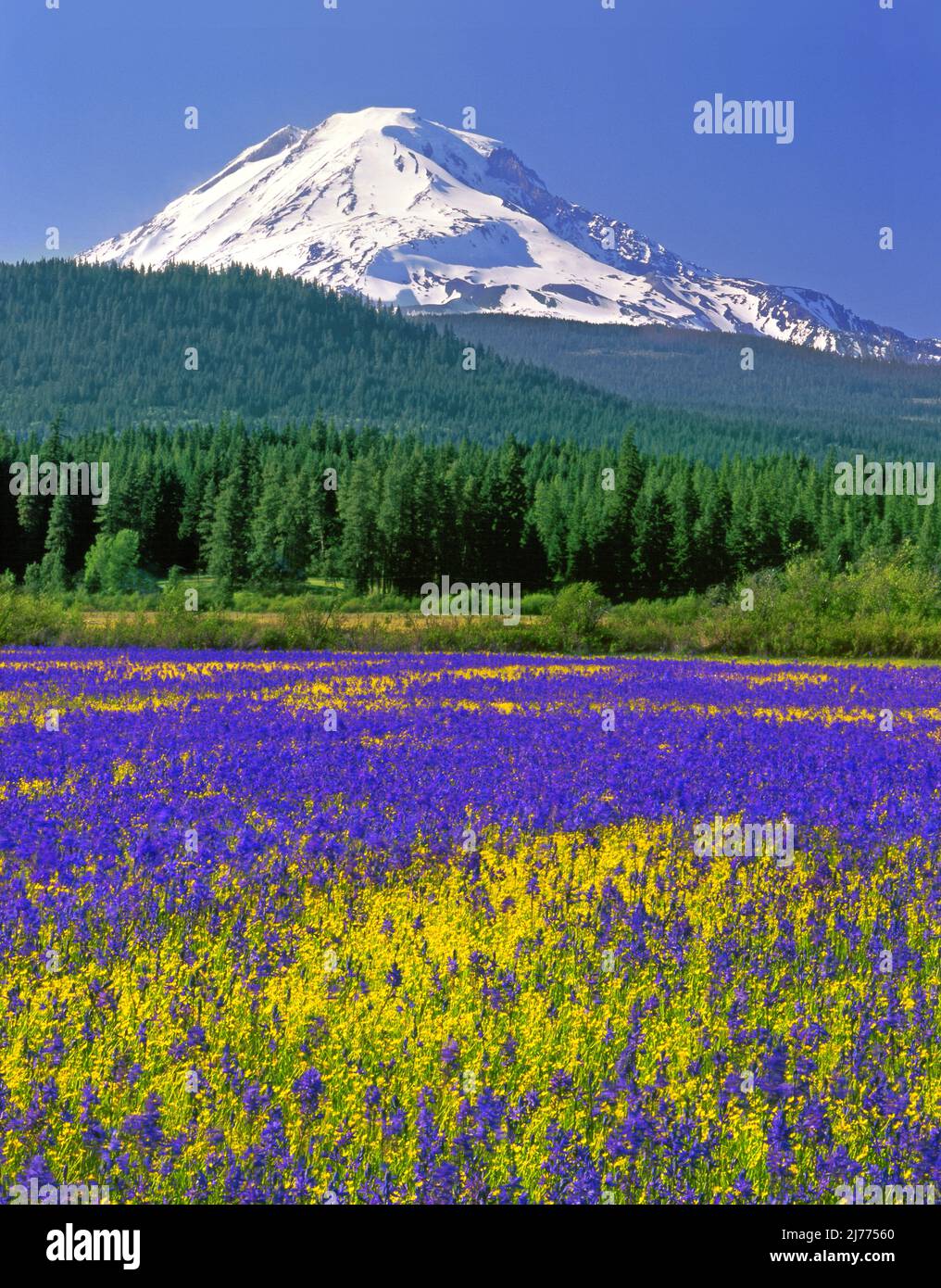 Meadow of Camas and western buttercups in Conboy Lakes National ...