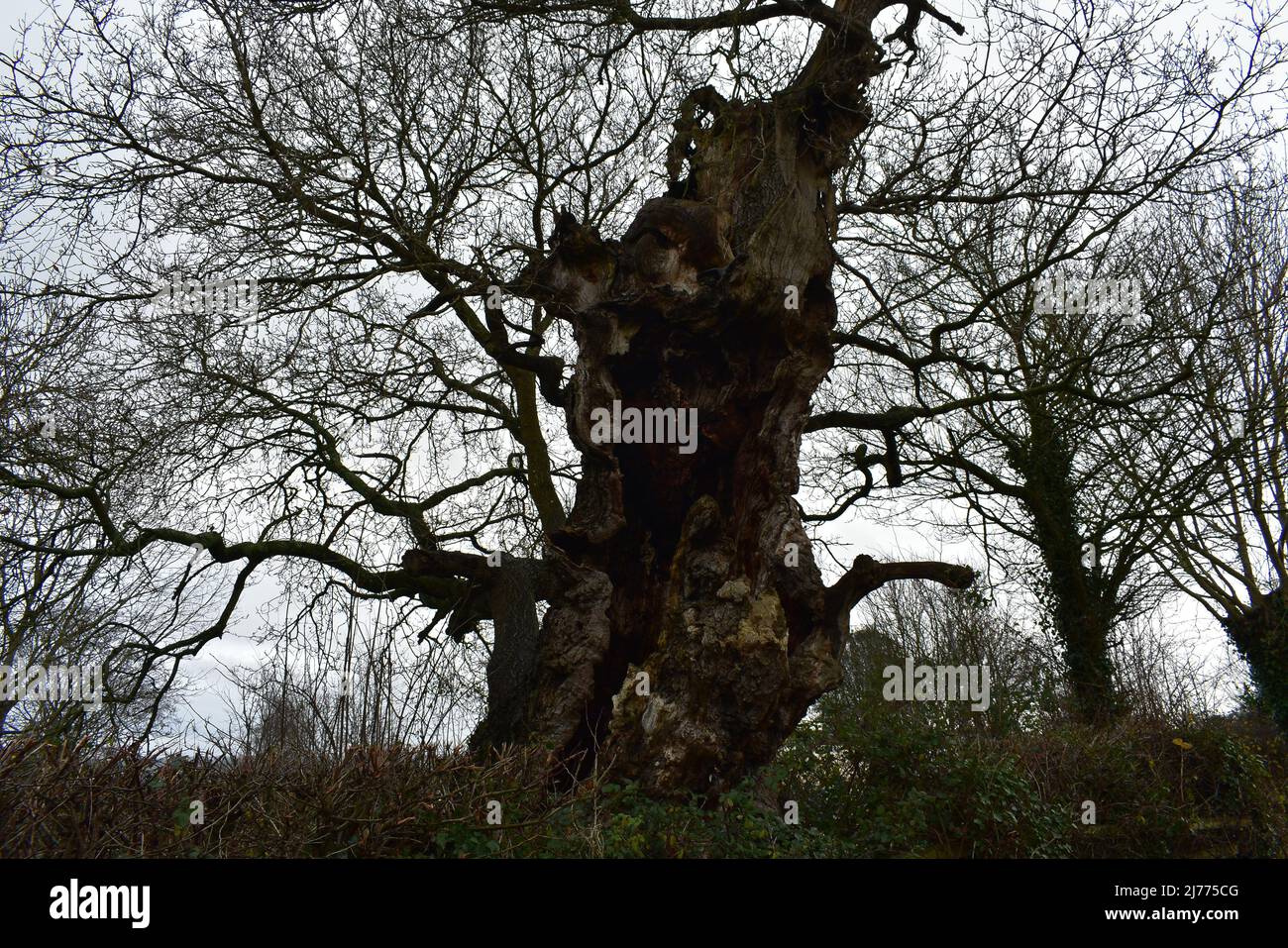 Remains Of The Gog And Magog Trees In Glastonbury Stock Photo Alamy