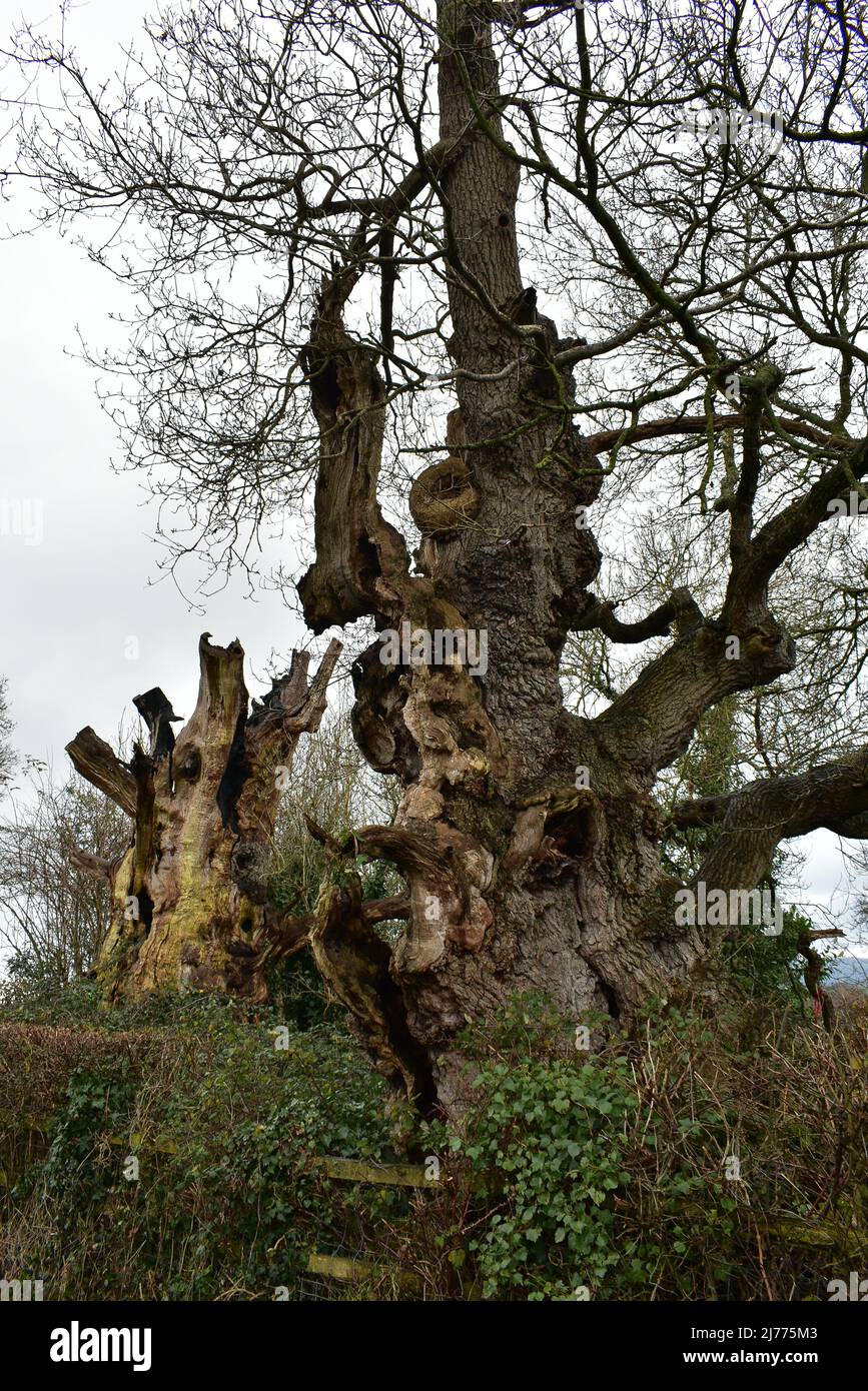 Remains Of The Gog And Magog Trees In Glastonbury Stock Photo Alamy