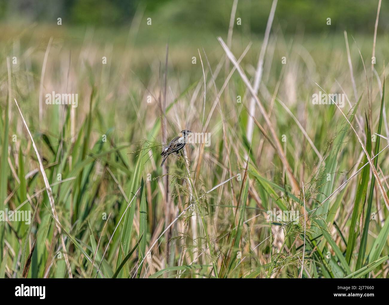 Bobolink in the tall marsh grasses in Gainesville as they pass through Florida on their annual migration. Stock Photo