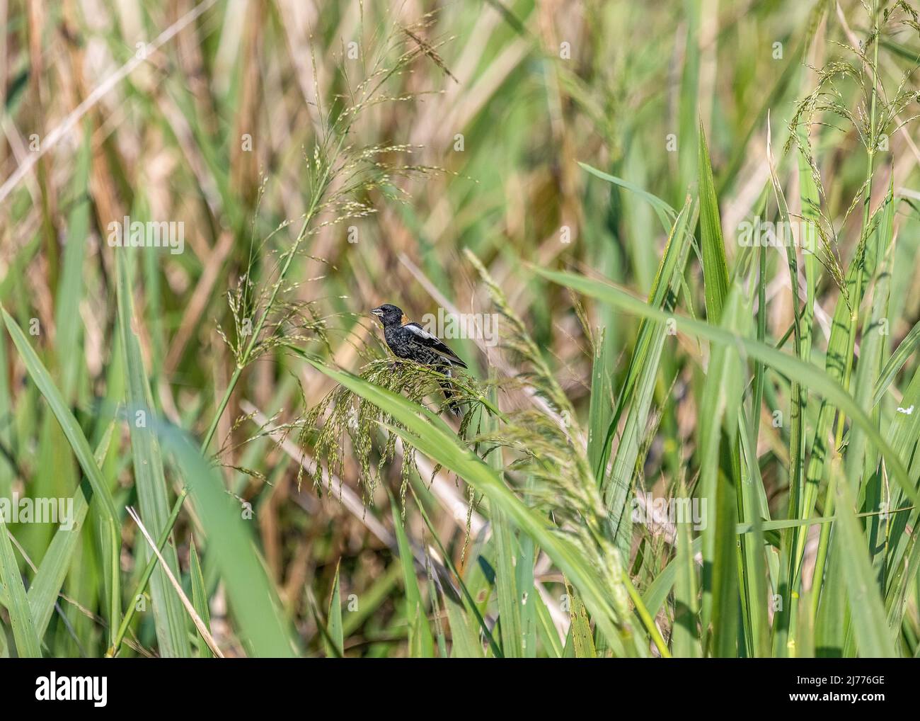 Bobolink in the tall marsh grasses in Gainesville as they pass through Florida on their annual migration. Stock Photo