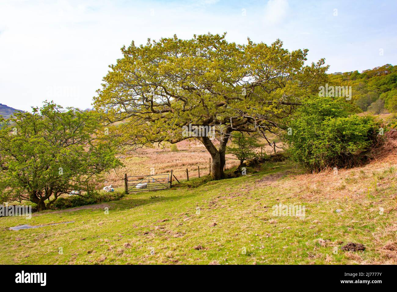 View of the Cwm Pennant Valley, Snowdonia, North Wales Stock Photo Alamy