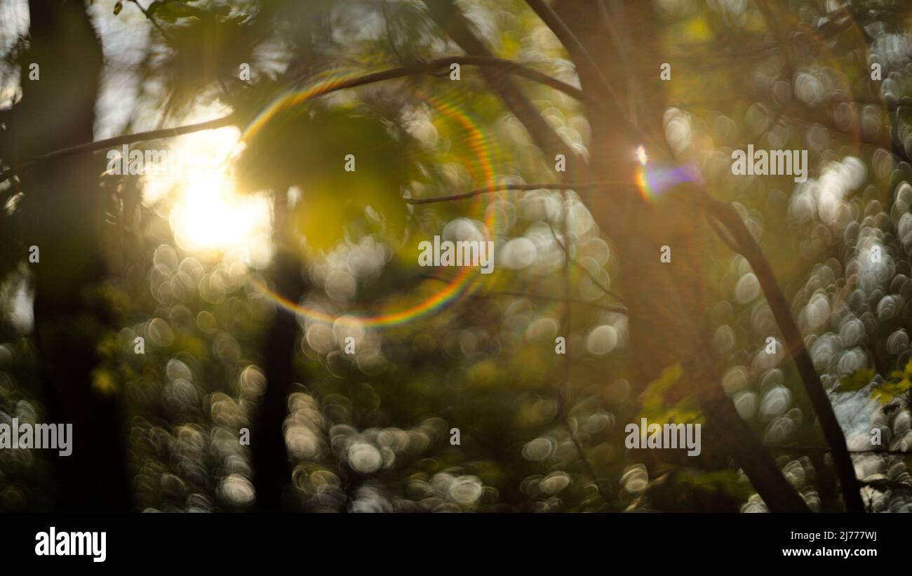 Blurred leaves in sunlight, vintage lens flares and bokeh Stock Photo