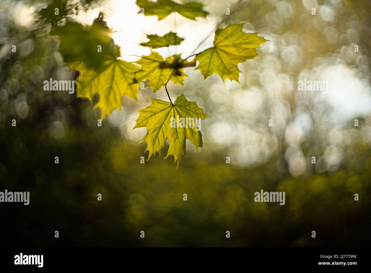 Green maple leaf hi-res stock photography and images - Alamy
