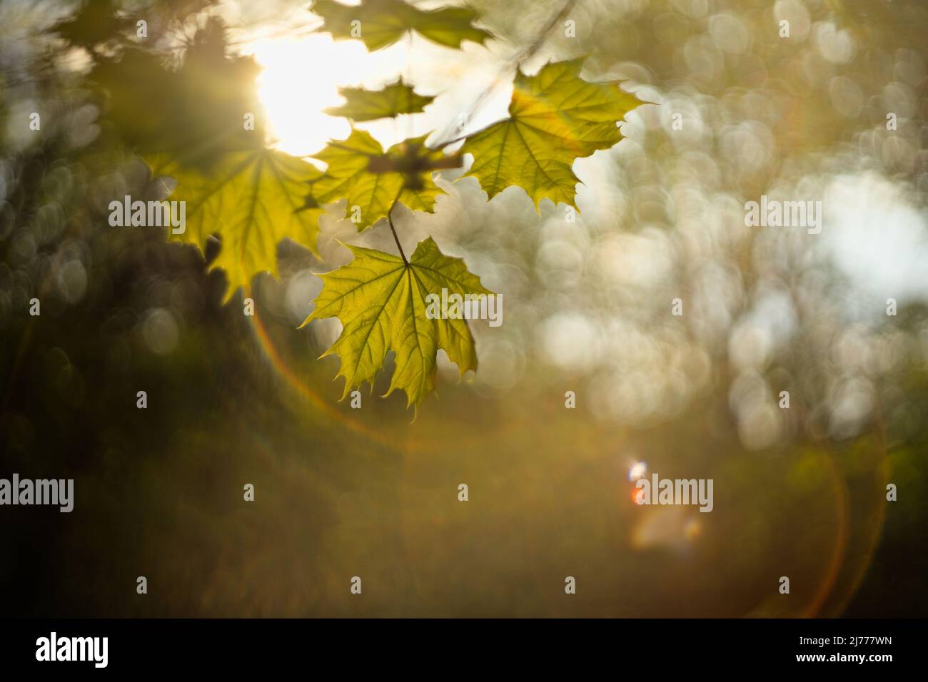 maple leaf in the sunlight, vintage lens flares and bokeh, springtime Stock Photo