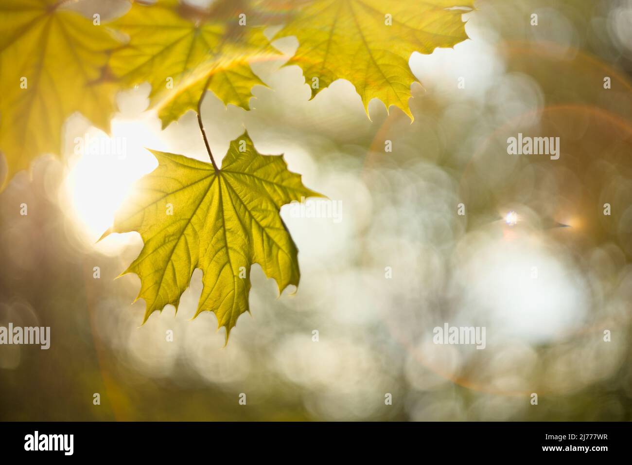 Fresh maple leaf in the sunlight, vintage lens flares and bokeh Stock Photo