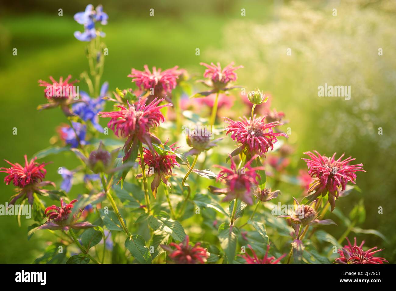 Beautiful pink beebalm plant blossoming in the garden on sunny summer day. Blooming monarda didyma red flowers. Beauty in nature. Stock Photo