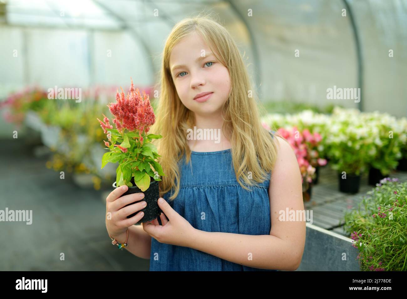 Pretty young girl holding colorful begonia plant in a pot. Flowers for sale in greenhouse. Red and pink begonia with green leafs. Stock Photo
