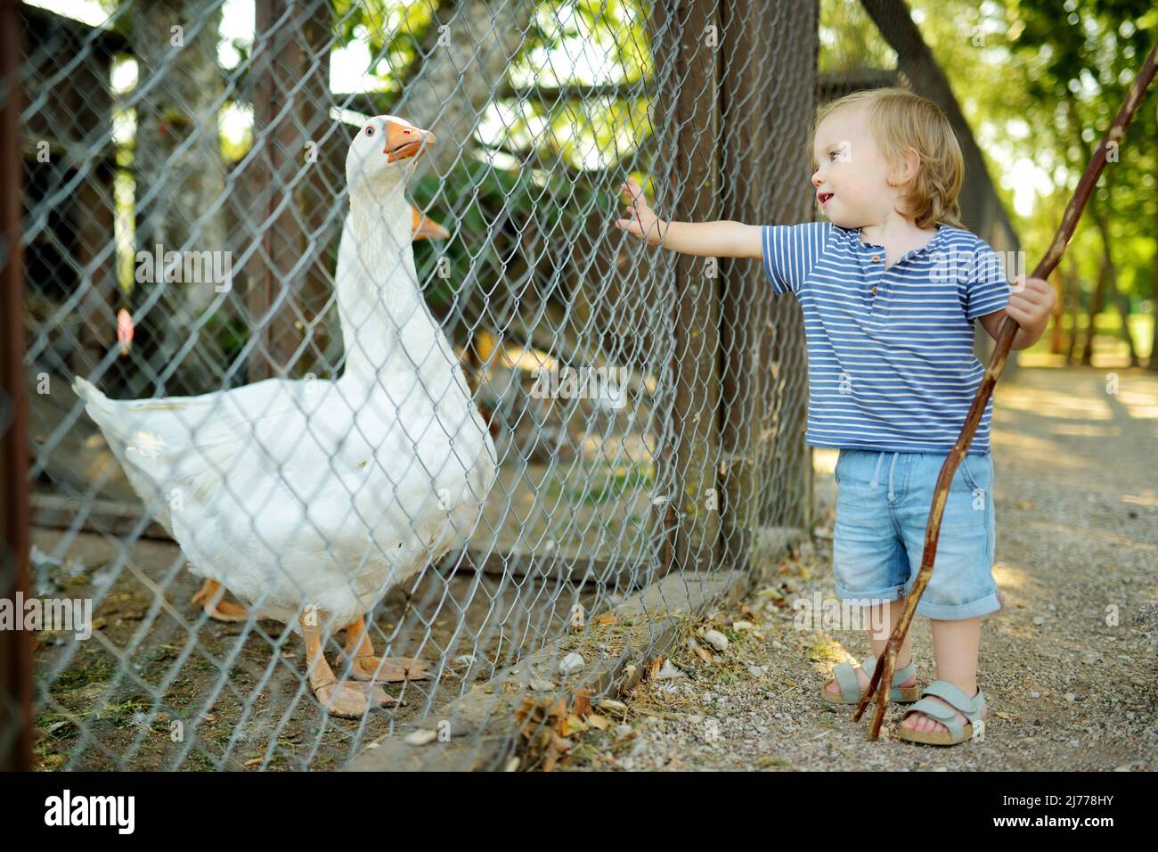 Cute little boy looking at farmyard birds at petting zoo. Child playing with a farm animal on sunny summer day. Kids interacting with animals. Stock Photo