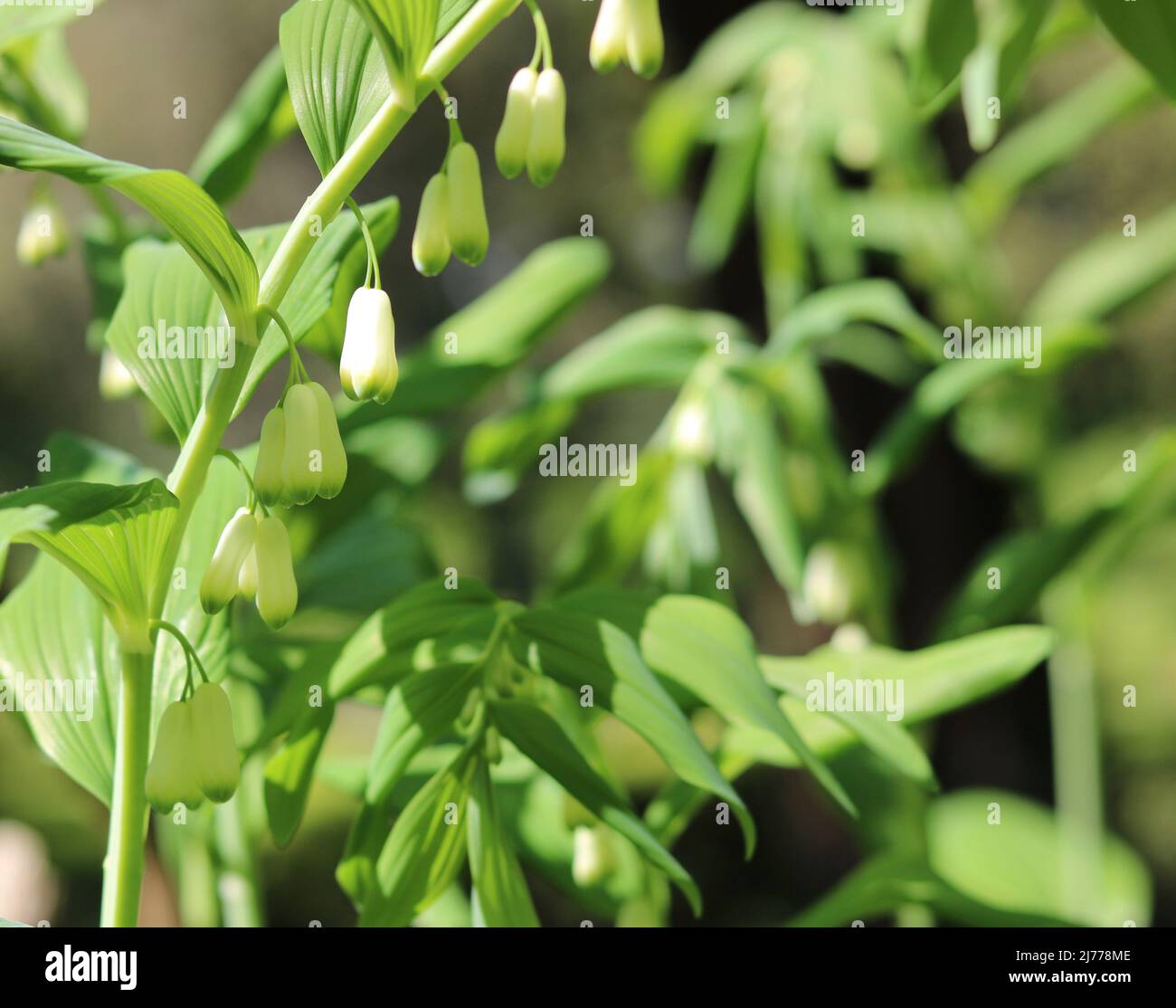 Full frame springtime image of polygonatum showing white flowers on stem Stock Photo