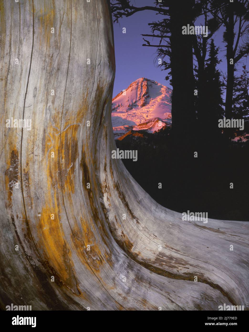 Mt Hood and whitebark pine, Mt Hood National Forest, Oregon Stock Photo