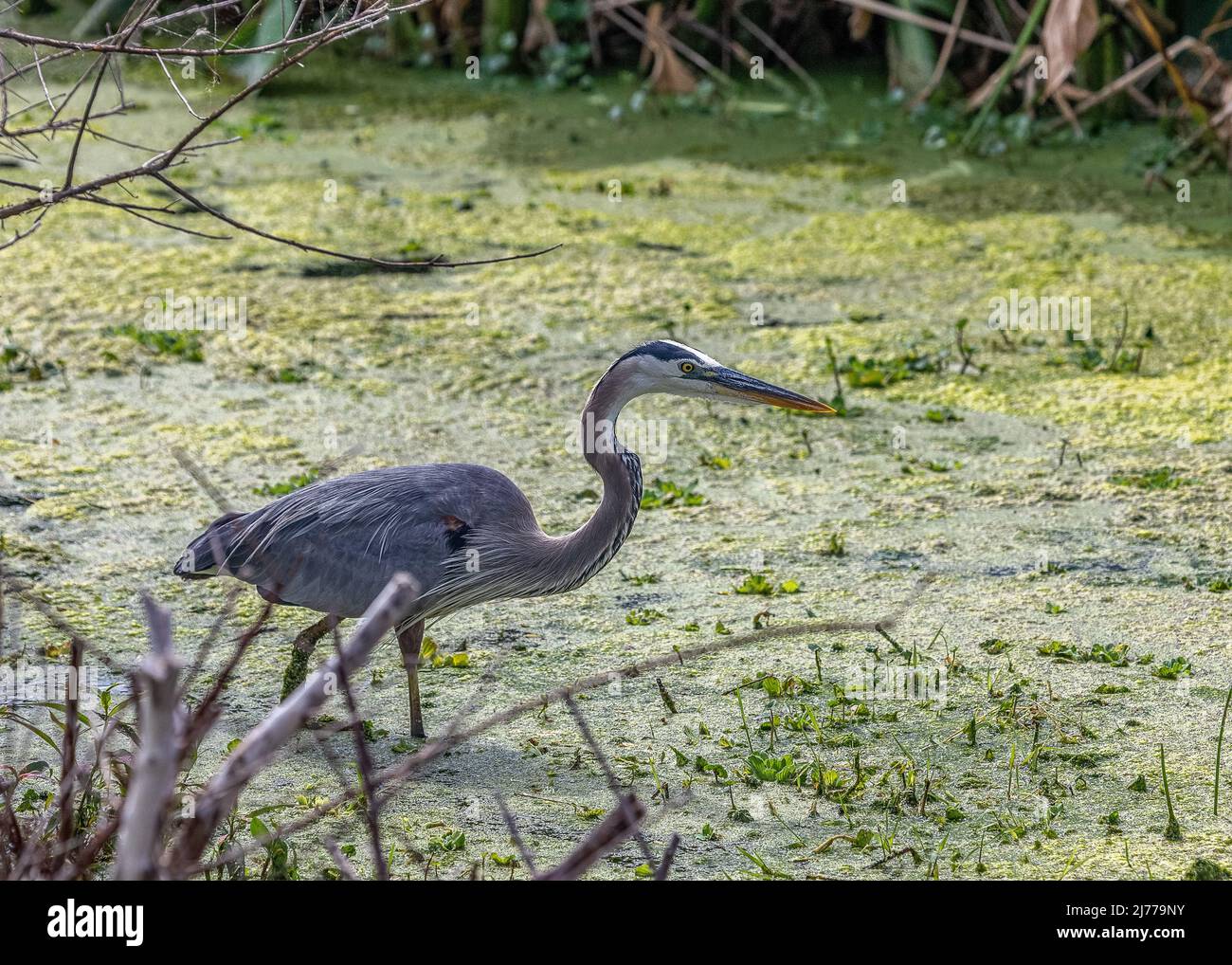 Great blue heron in the marsh, Gainesville, Florida Stock Photo