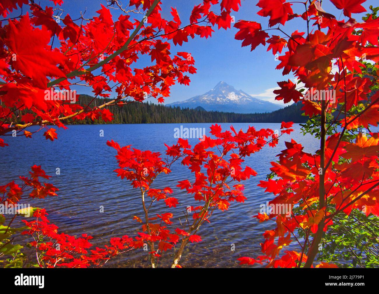 Mt Hood from Lost Lake, Mt Hood National Forest, Oregon Stock Photo Alamy