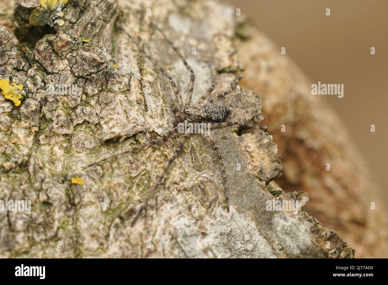 Closeup on a well camouflaged crab spider, Philodromus margaritatus on a gey tree trunk Stock Photo