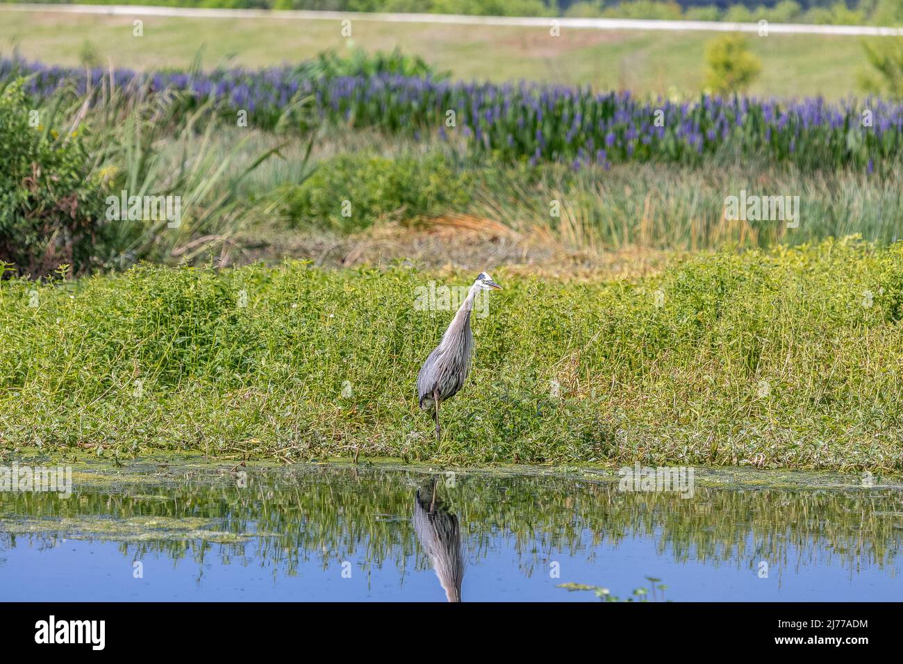 Herons grace the shorelines of the wetland preservation Stock Photo