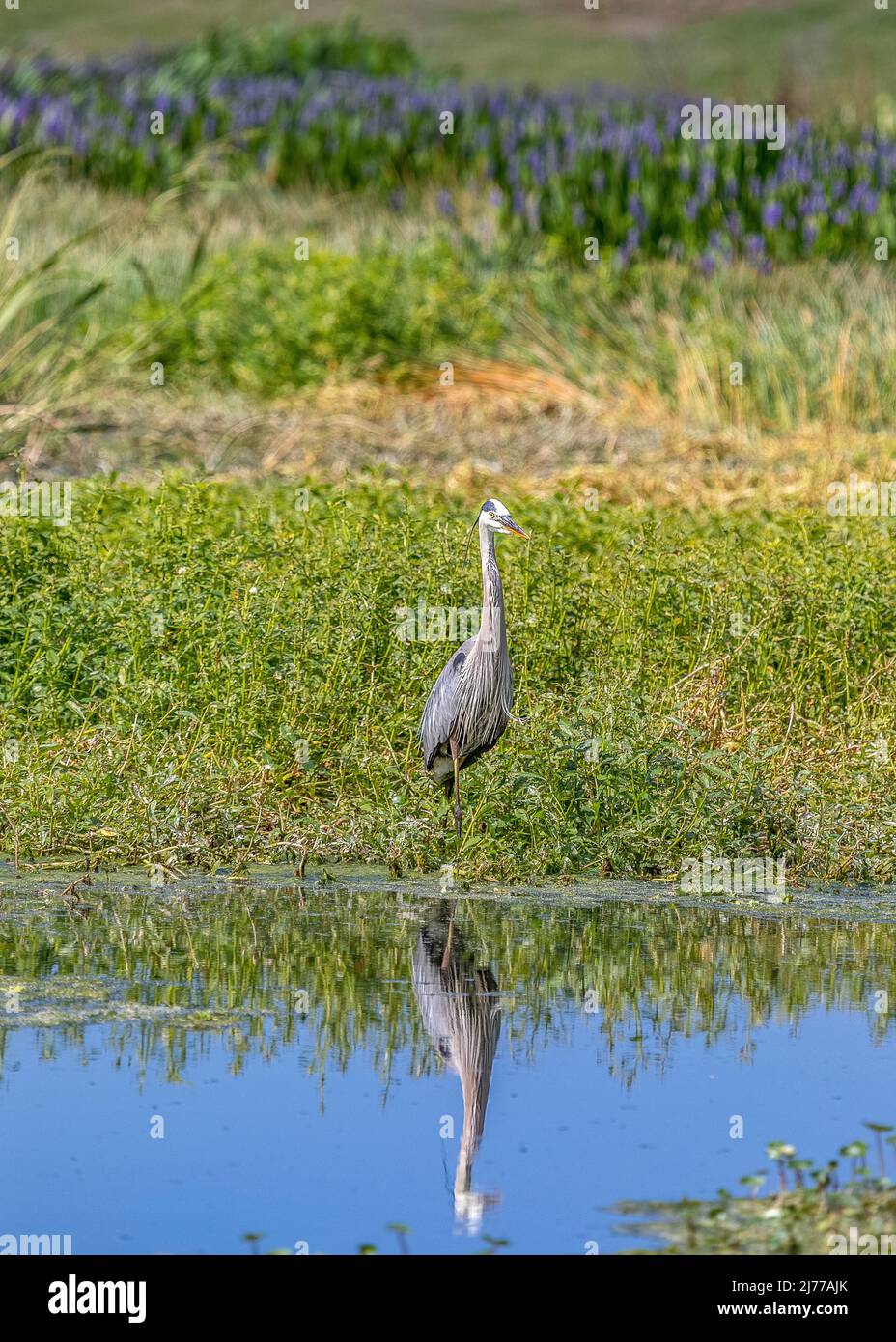 Great blue heron reflected in the waters of the marsh Stock Photo