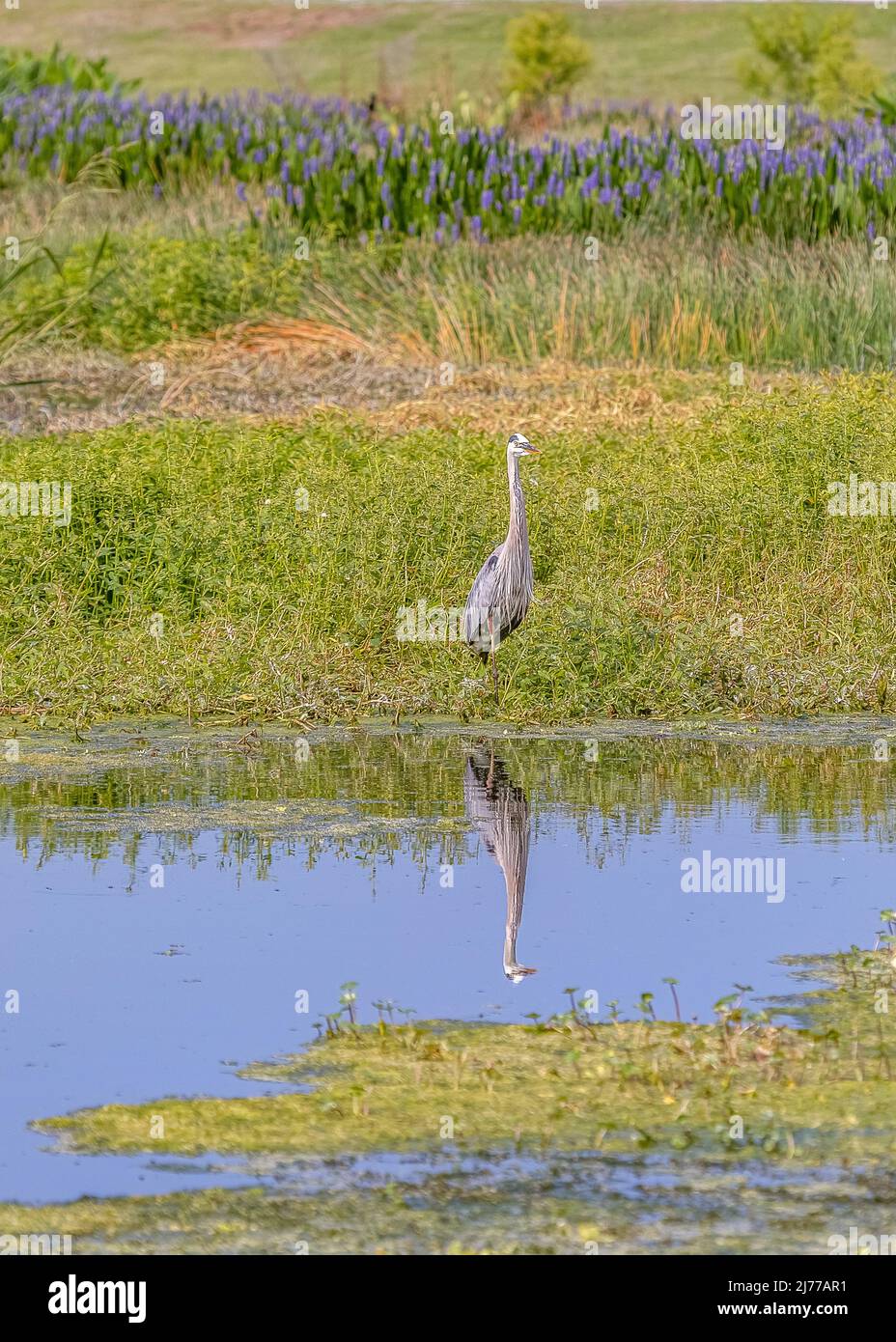 Great blue heron in the marsh at Sweetwater wetlands park Stock Photo