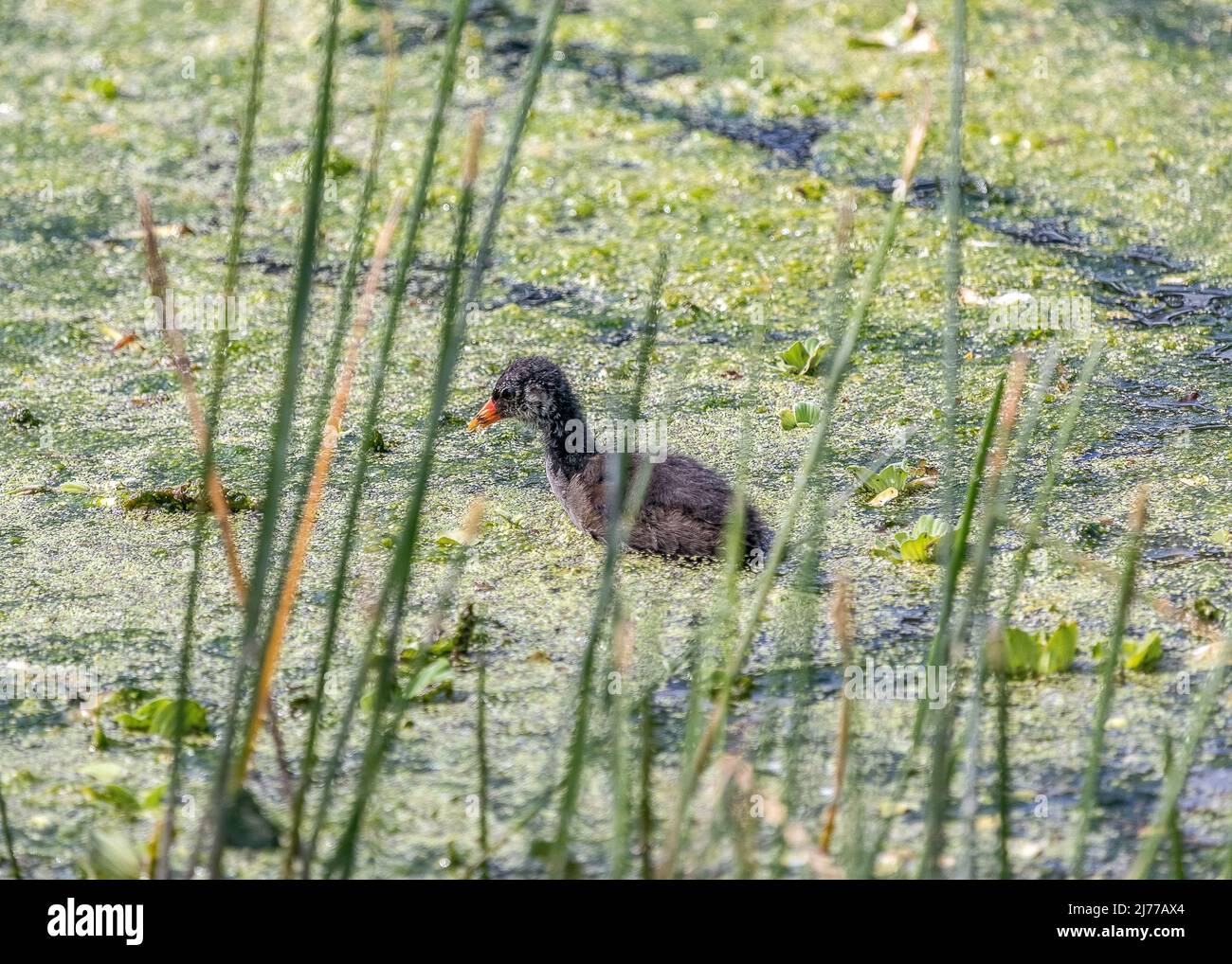 Common Gallinule chick swimming in the marsh Stock Photo