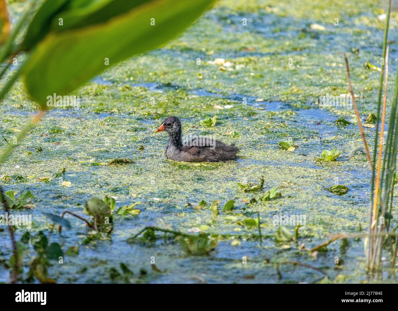 Common Gallinule chick swimming in the marsh Stock Photo