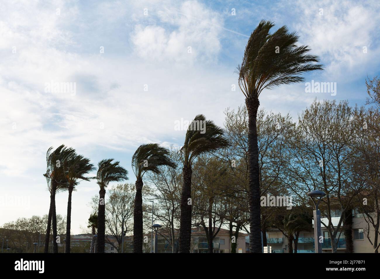 strong wind that moves the leaves of the palm trees Stock Photo