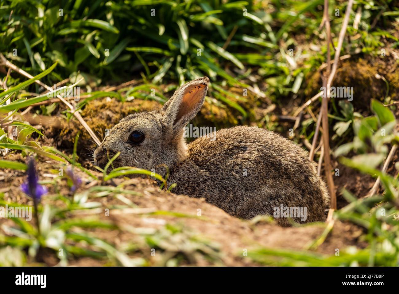 Wild Rabbits feeding in a grassy area on Skomer Island, Wales, UK Stock Photo