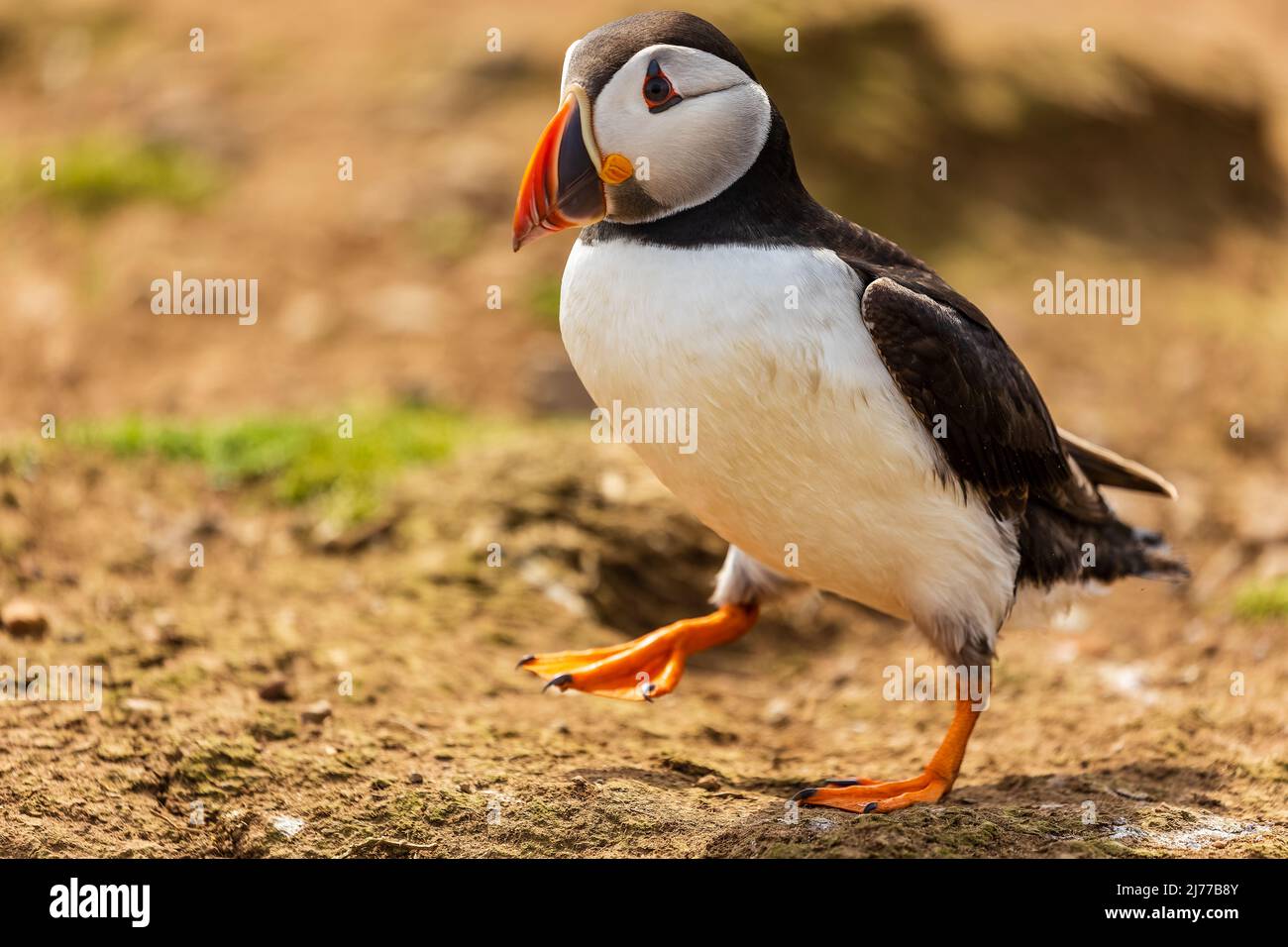 Colorful common Puffin (Fratercula arctica) standing near its burrow in late spring (Skomer, Wales, UK) Stock Photo