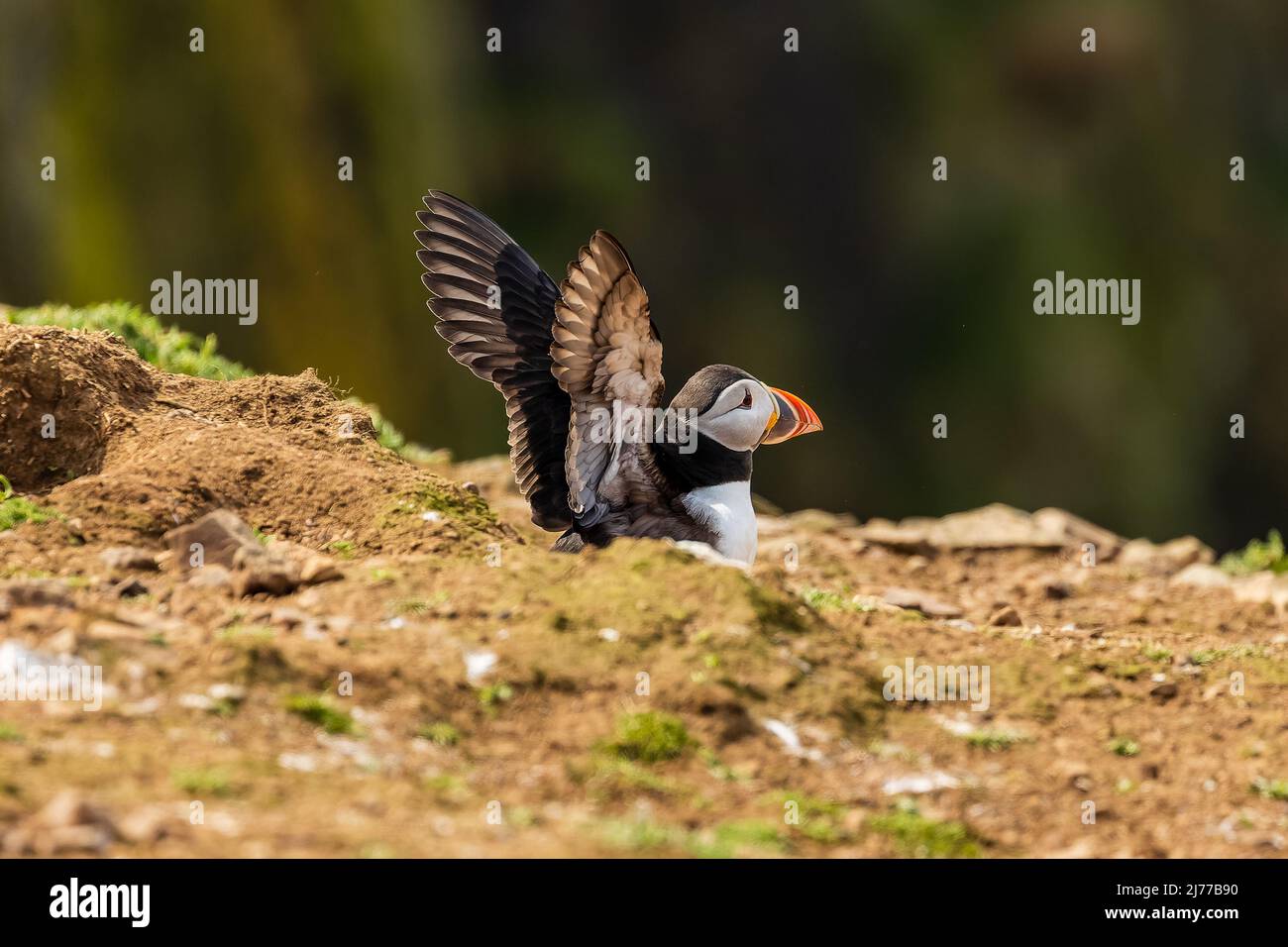 Atlantic Puffins on top of their nesting burrows on a dusty clifftop (Wales, UK) Stock Photo