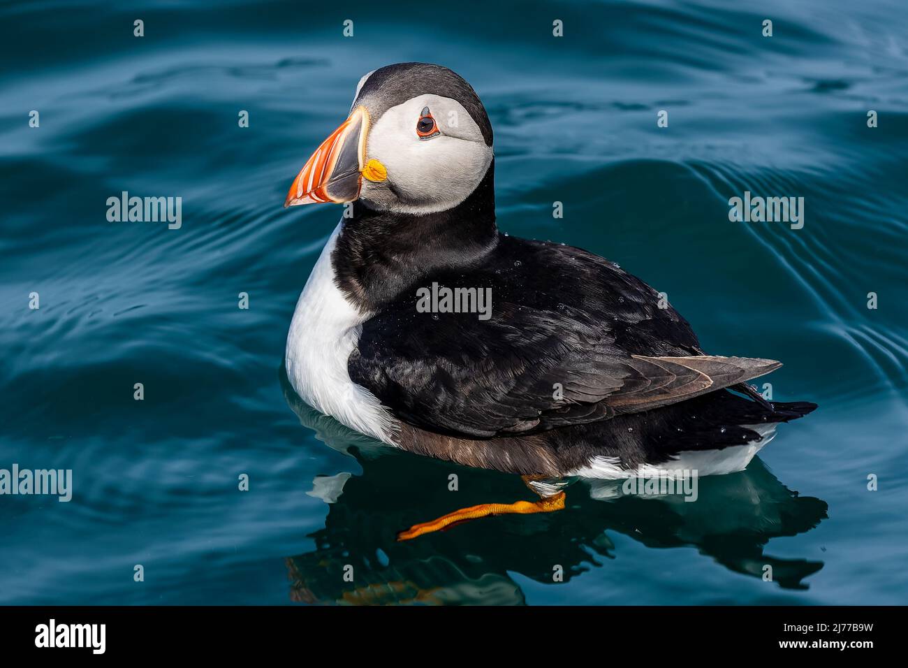 Colorful Atlantic Puffin swimming along the surface of the Atlantic Ocean (Skomer Island, Wales) Stock Photo