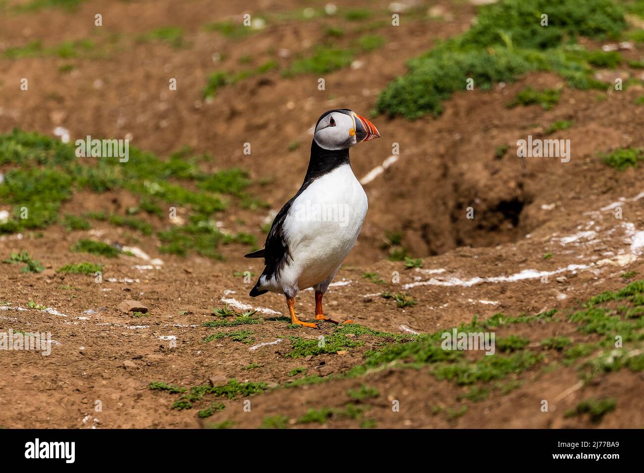 Cute, colorful Puffin (Fratercula arctica) standing next to its burrow during the breeding season (Skomer, Wales, UK) Stock Photo