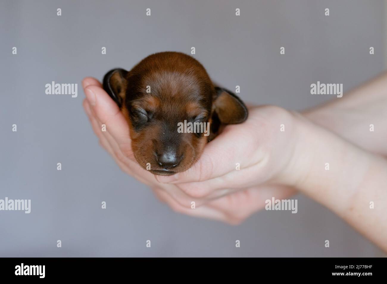A newborn puppy is held in his arms Stock Photo Alamy