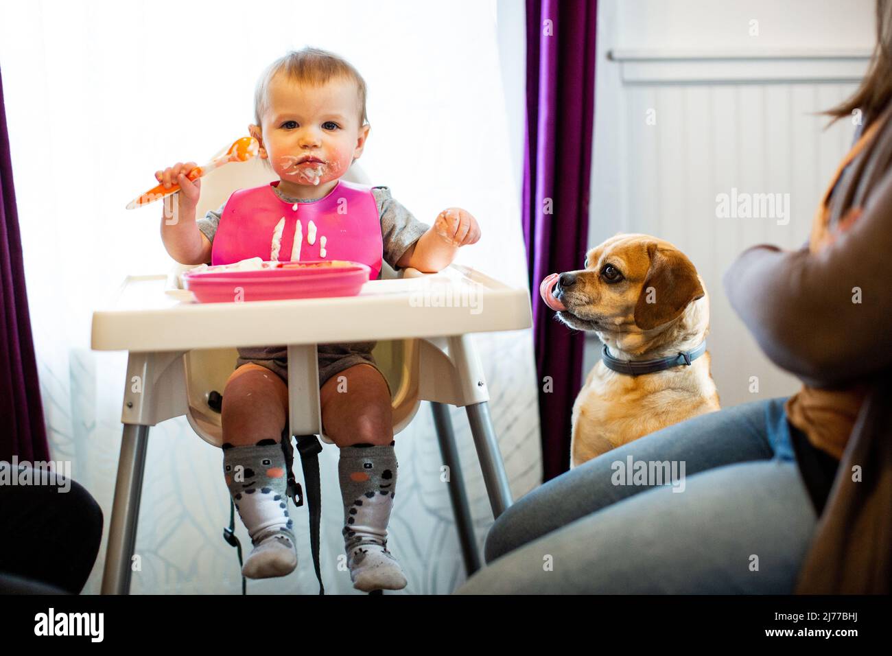 A Baby Eats Yogurt as the Family Dog Looks on and Begs Stock Photo
