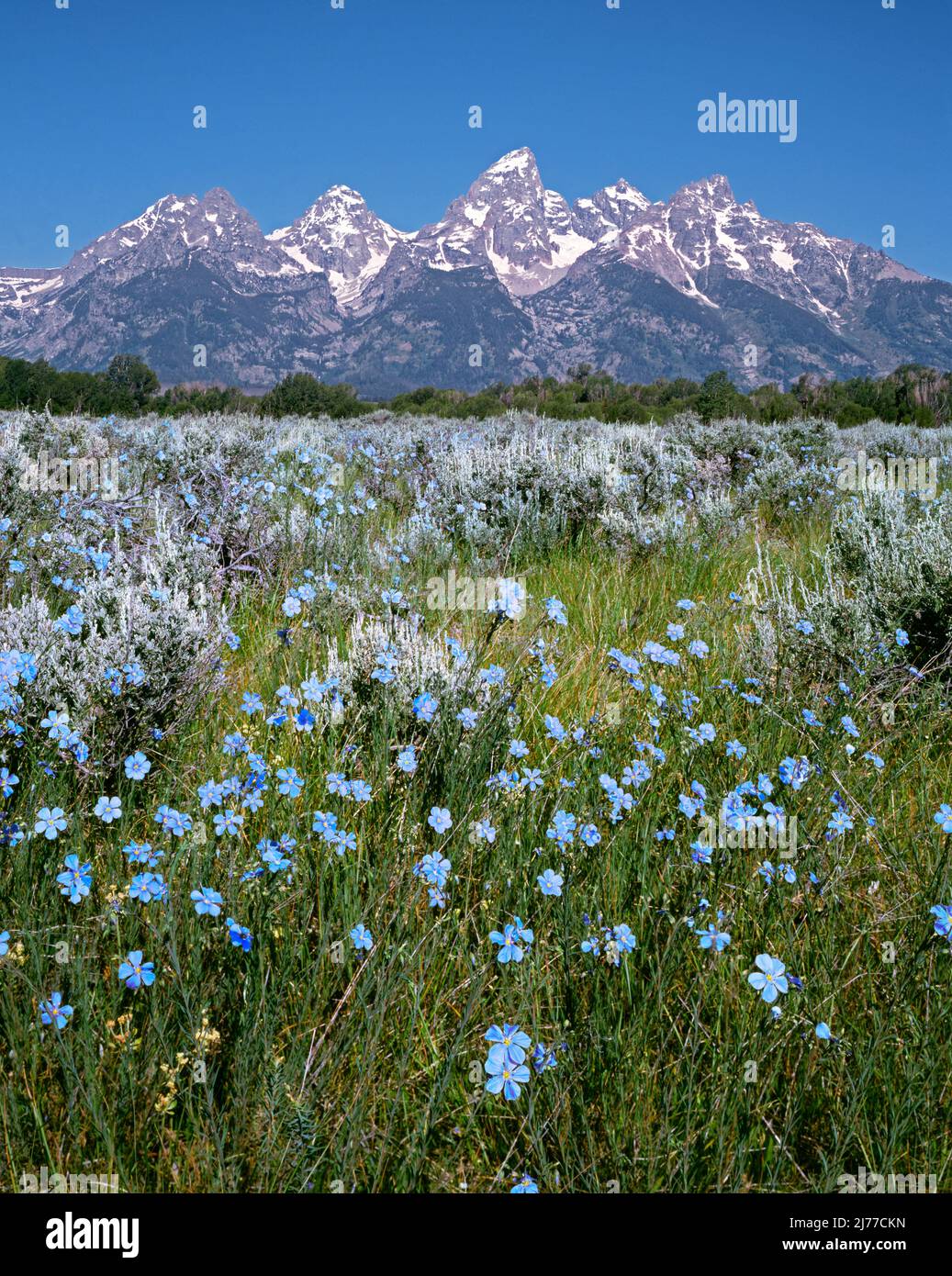 What's in Bloom, Teton Plants